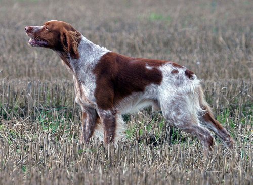 Perro breton en el campo