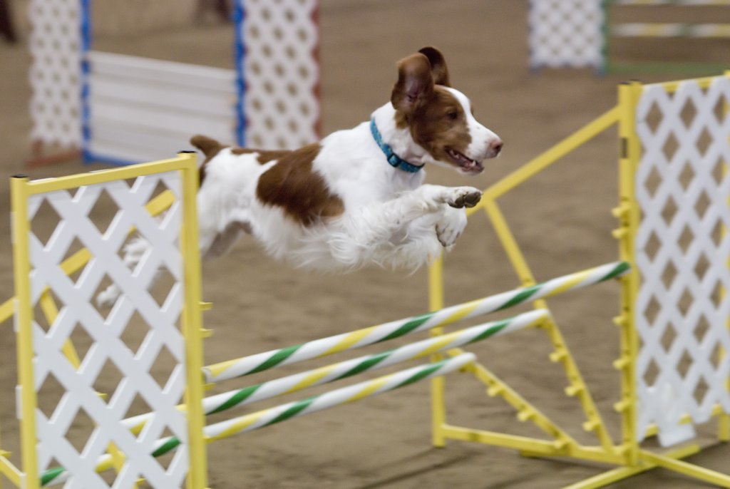 Perro spaniel breton
