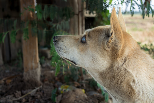 Tener perro ciego: consejos