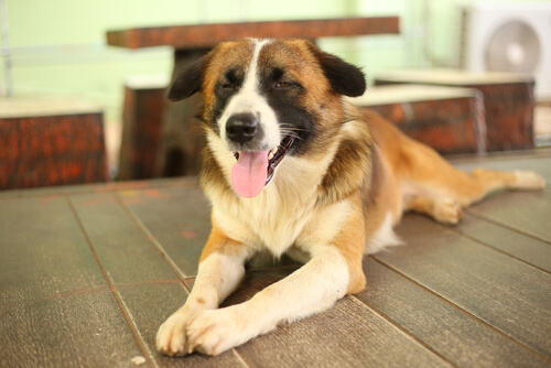 Tener perro ciego: cuidados