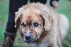 Consejos para tener un perro ciego