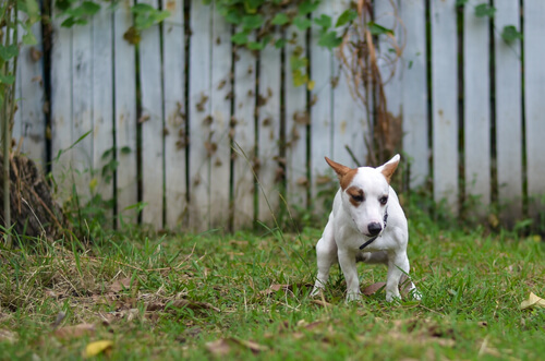 Tratar diarrea en perros: consejos