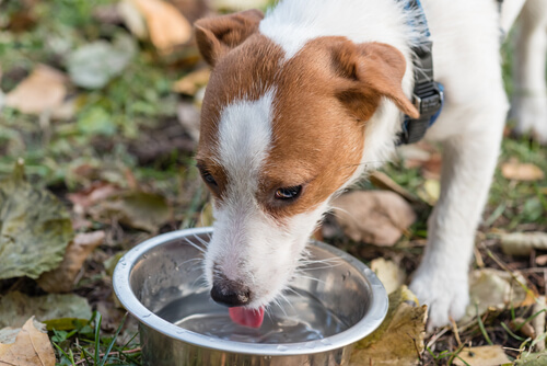 Tratar diarrea en perros: hidratación