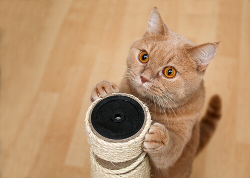 Trucos para gatos