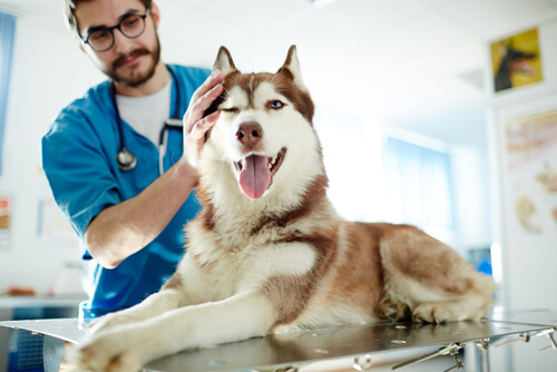 Visita de la mascota al veterinario: husky