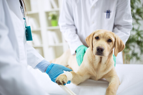 Visita de la mascota al veterinario: labrador