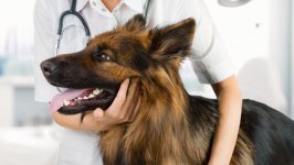 Visita de la mascota al veterinario: pastor alemán