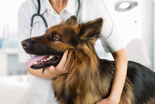 Visita de la mascota al veterinario: pastor alemán