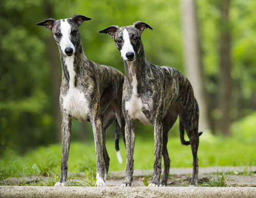 Whippet: características destacables como su velocidad