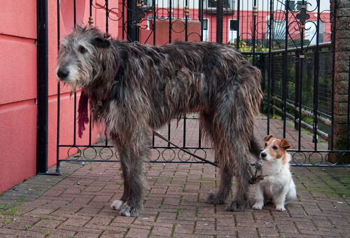 Wolfhound irlandés o lobero irlandés