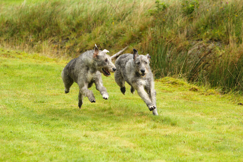 Wolfhound irlandés o lobero irlandés: compotamiento