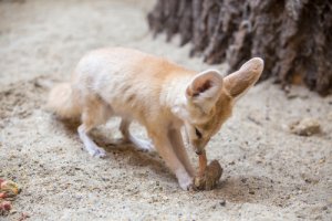 ¿Es buena idea tener un zorro fénec como mascota?