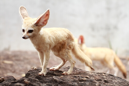 Zorro del desierto o fénec: características