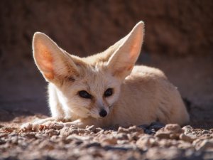 La fauna de Marruecos