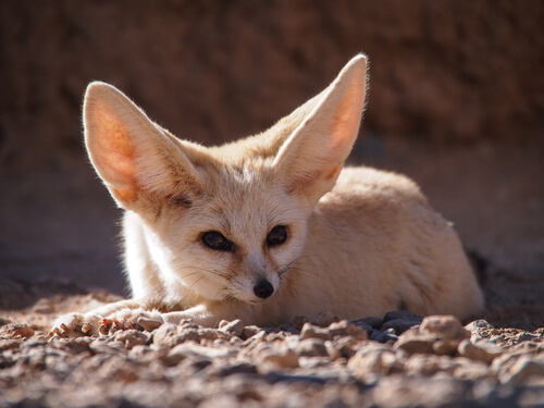 La fauna de Marruecos - Mis Animales