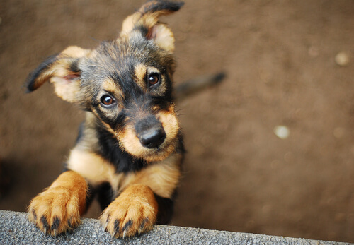 Abandono de mascotas en 2015