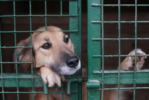 Protectoras de animales: cómo acabar con una situación insostenible