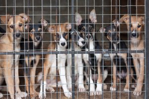 Comprar perros en vez de adoptar fomenta el maltrato animal