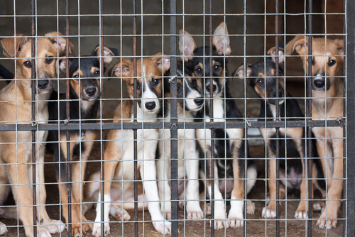 Abandono de perros en 2015