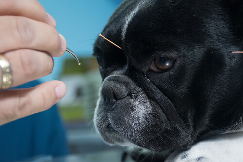 Acupuntura veterinaria: eficacia