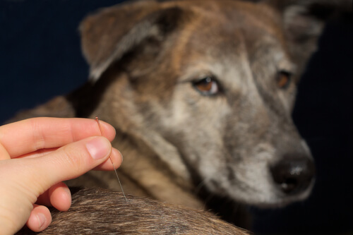 Acupuntura veterinaria: enfermedad