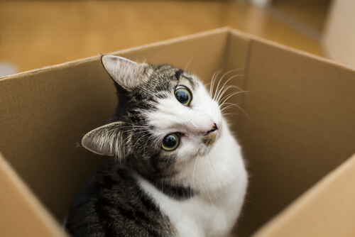 Adaptación gato a un hogar nuevo - Mis