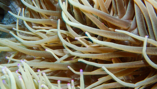 Anémona de mar: el animal disfrazado de planta