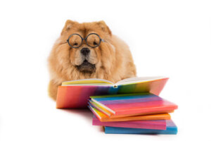 ¿Cuál es el animal con más inteligencia emocional?