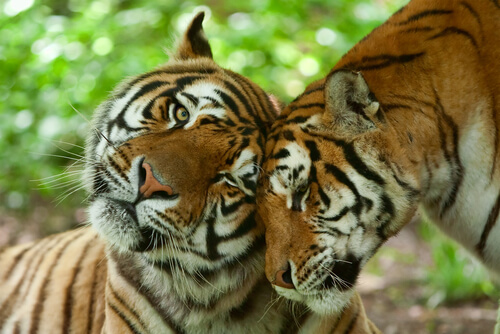 Animales fieles una sola pareja: monógamos