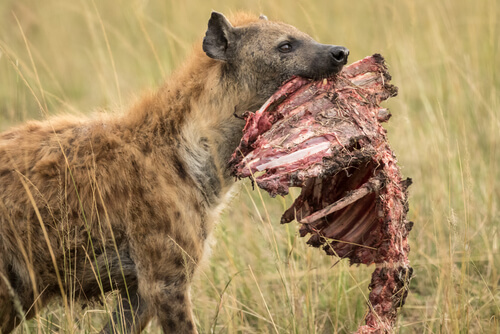 Animales necrófagos o carroñeros: hiena