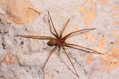 ¿Cómo evitar tener arañas en casa?