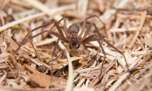 Araña violinista: hábitat