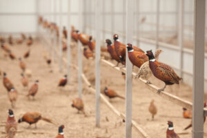 La cría domestica del Faisán