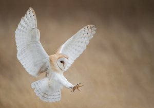 Aves rapaces diurnas y nocturnas