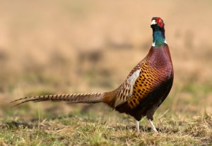 Faisán: características, comportamiento y hábitat