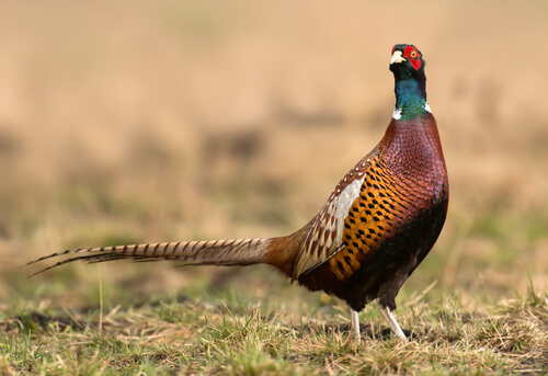Aves: características del faisán