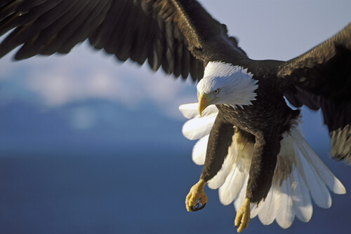 Aves rapaces diurnas: nombres
