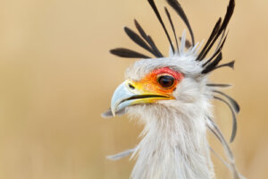 ¿Qué son las aves rapaces?