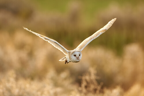 Aves rapaces nocturnas: nombres