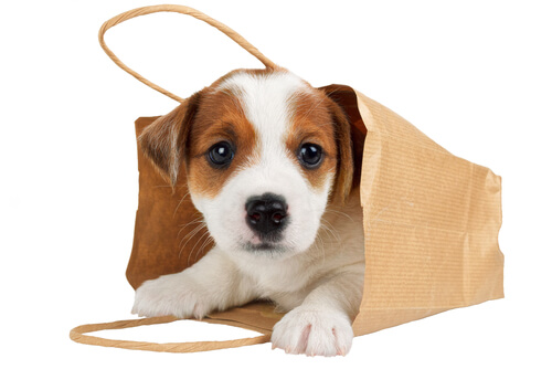 ¿Es bueno llevar a tu perro en un bolso?