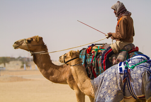 Camello de Arabia: comportamiento