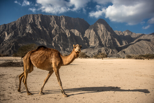 Camello de Arabia: hábitat