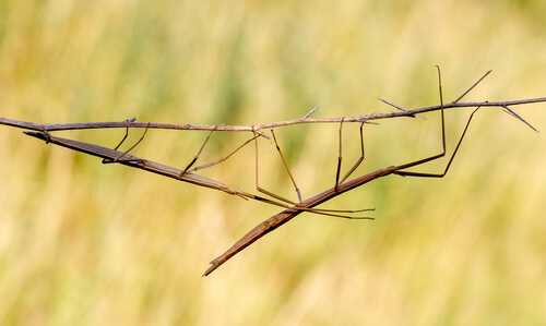 Camuflaje del bicho palo