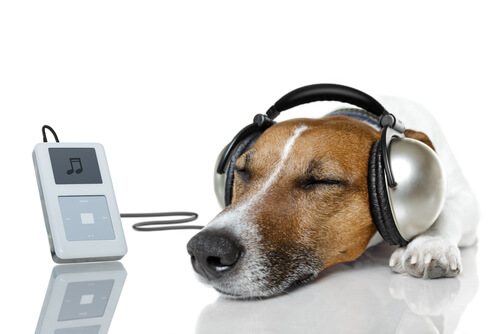 Canal de música para perros