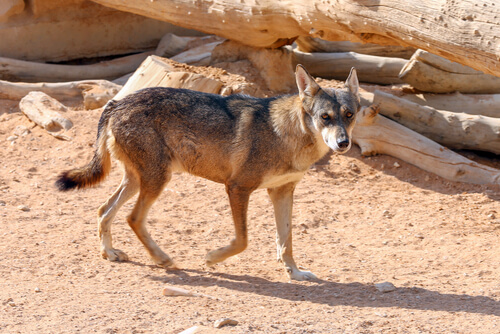 Lobo árabe: características, comportamiento y hábitat