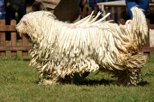 Características de la raza de perro komondor: comportamiento