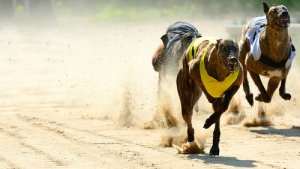 La anatomía del galgo: ¿por qué son tan rápidos?