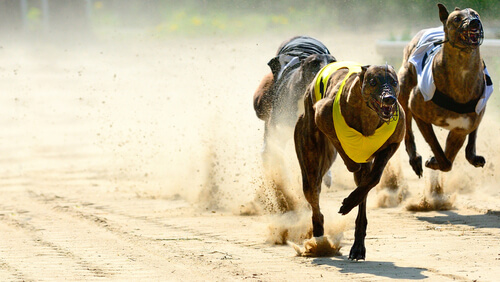 Carreras de perros galgos