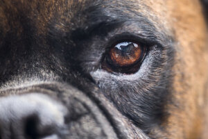 Tratamiento en la ceguera de los perros