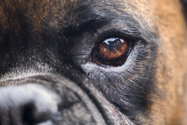 Tratamiento en la ceguera de los perros